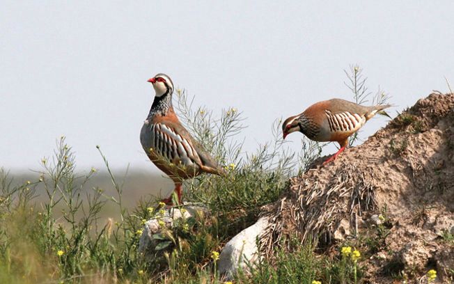 Bird-Watching Safari & Wetlands Tour - Borith Lake & Khunjerab Tour